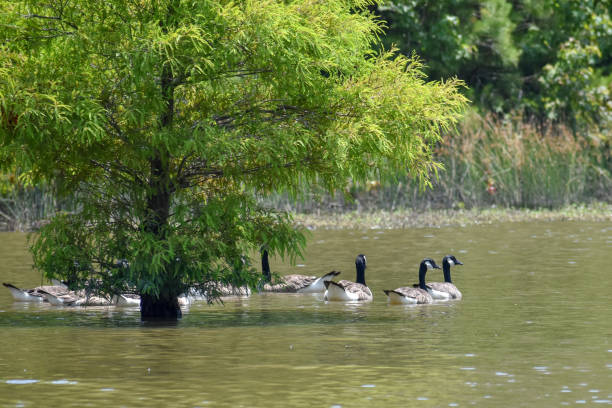 istock Birds of Virginia Beach 981082718