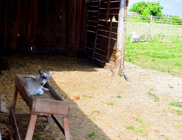 istock Goat sitting next to the field 981083060