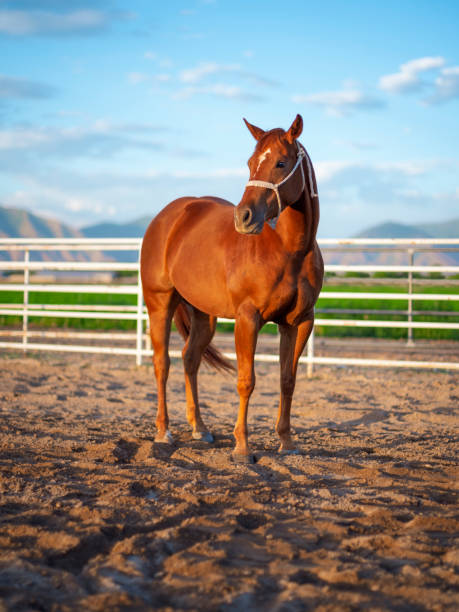 Horse on a Ranch A quarter horse standing against a white rail fence with mountains in the background. Utah, USA. thoroughbred horse stock pictures, royalty-free photos & images