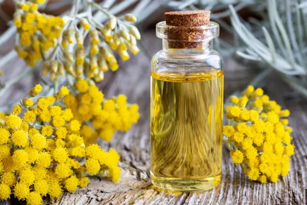 Photo of A bottle of helichrysum essential oil with fresh blooming helichrysum italicum