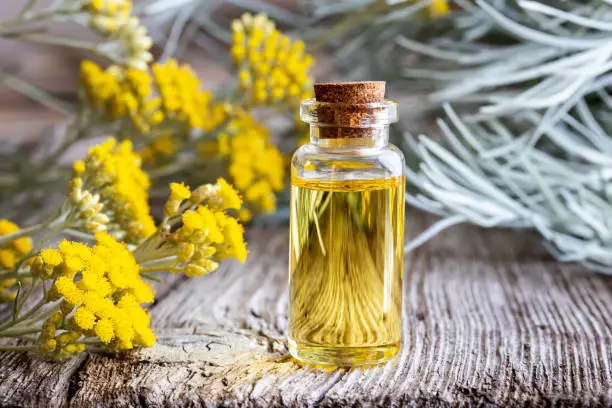 Photo of A bottle of helichrysum essential oil with fresh blooming helichrysum italicum