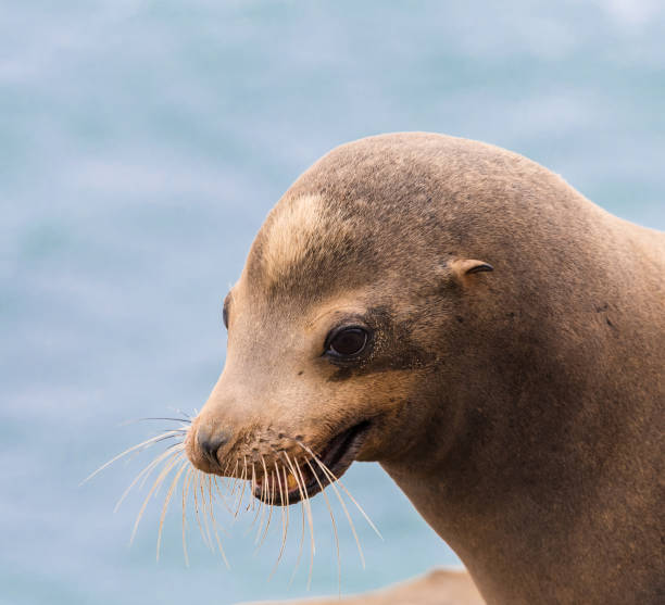 istock Sea Lion Portrain with Blue Background 981088104
