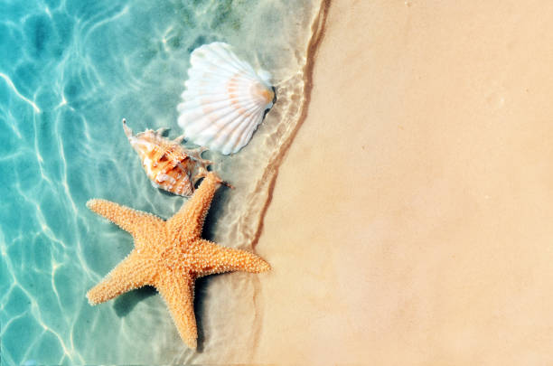 istock starfish and seashell on the summer beach in sea water. 981091610