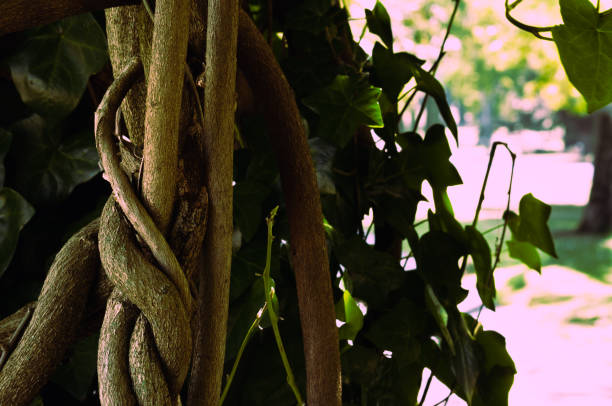 istock woven vines in front of leaves 981097102