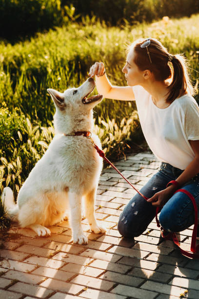 istock Dog getting treats from female owner 981097884