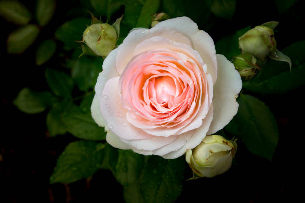 zbliżenie różowej róży, "pierre de ronsard", w deszczu w kanadzie - bouquet rose wedding flower zdjęcia i obrazy z banku zdjęć