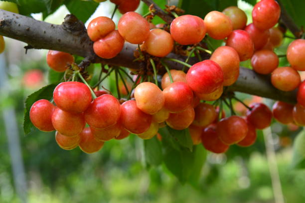 istock The ripe cherries are on the tree 981108946