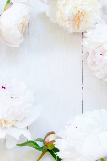 istock White wooden summer background with peony 981116744