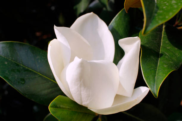 istock How to Grow Magnolia Trees from Seed 981116818