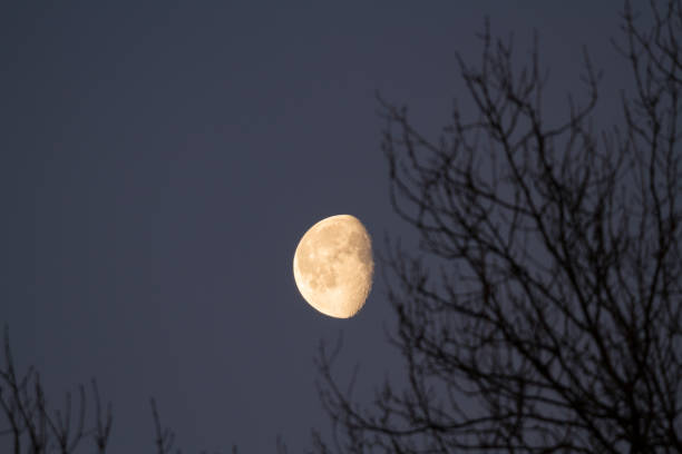 ramas de encerar la luna, temprano en la mañana - luna creciente fotografías e imágenes de stock