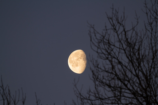 gibbous waxing moon, early morning twilight, tree branches in foreground.