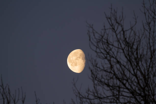 Early morning waxing Moon, branches - fotografia de stock