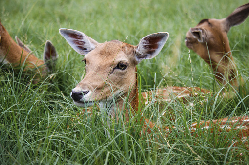 Roe deer doe / Capreolus capreolus / standing in the middle of line in the wheat, blurred background, horizontal orientation
