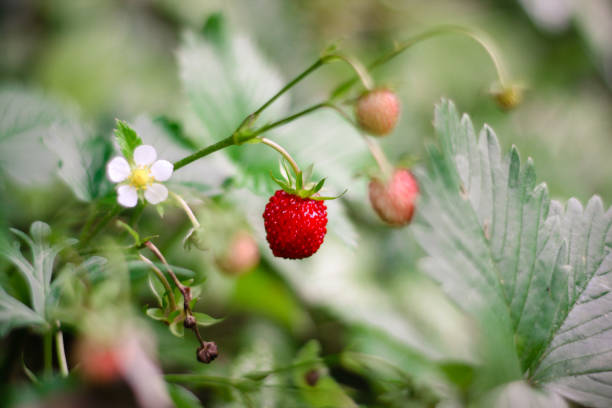 istock Wild Woodland Strawberry 981132894