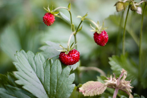 istock Wild Woodland Strawberry 981132906