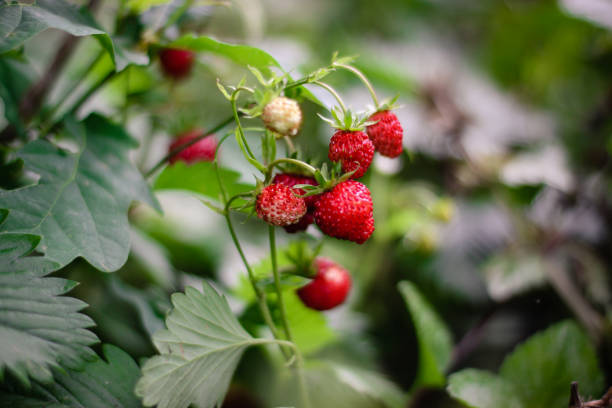 istock Wild Woodland Strawberry 981133270