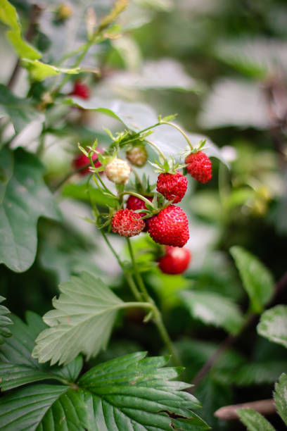 Wild Woodland Strawberry
