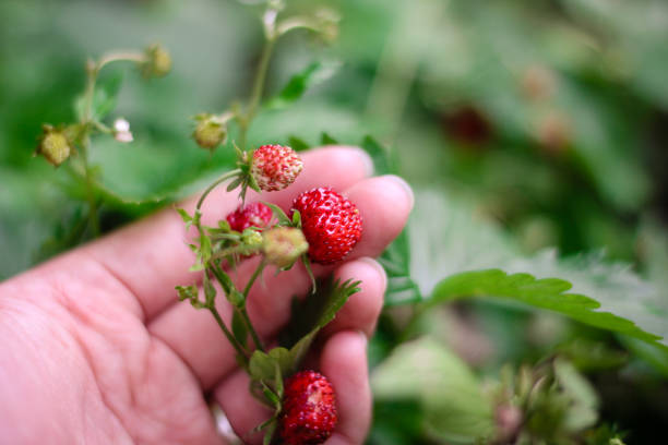 istock Wild Woodland Strawberry 981133416