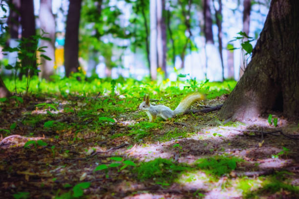 Little gray squirrel sits on the ground in the forest park among green foliage on a sunny day. Selective focus, blurred vignette.