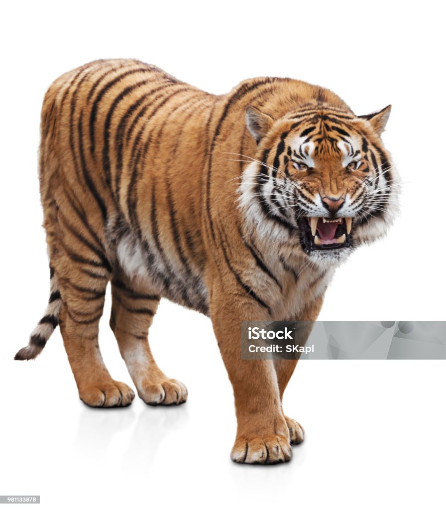 Furious tiger Angry growling tiger isolated on white background Tiger Stock Photo