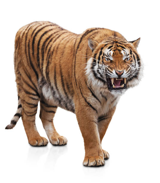 Furious tiger Angry growling tiger isolated on white background big cat photos stock pictures, royalty-free photos & images