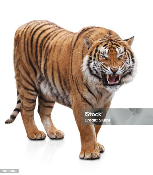 Furious Tiger Stock Photo - Download Image Now - Tiger, White Background, Cut Out