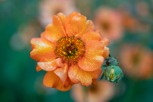 Close up view of a vibrant orange wildflower.