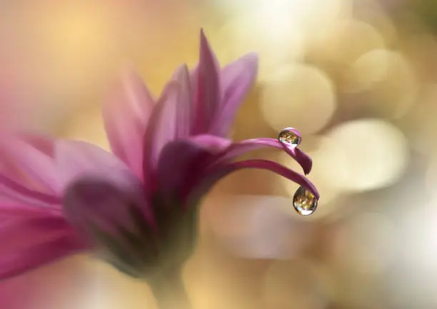 Flower,Drop,Water,Reflection,Nature