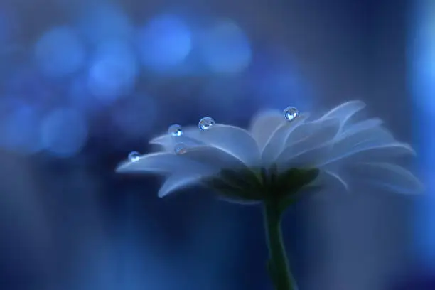 Flower,Drop,White,Water,Blue