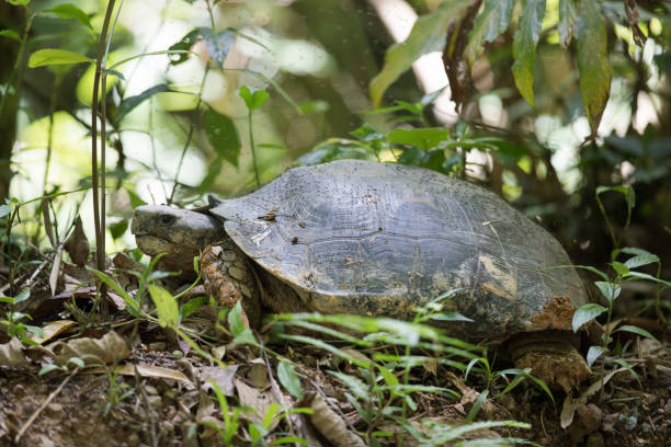 istock Animal : Closed up Asian forest tortoise (Manouria emys) or asian brown tortoise, low angle view, side shot, foraging on the mountain in nature background, Phanoen Thung Camp, Kaeng Krachan National Park, Thailand. 981146272