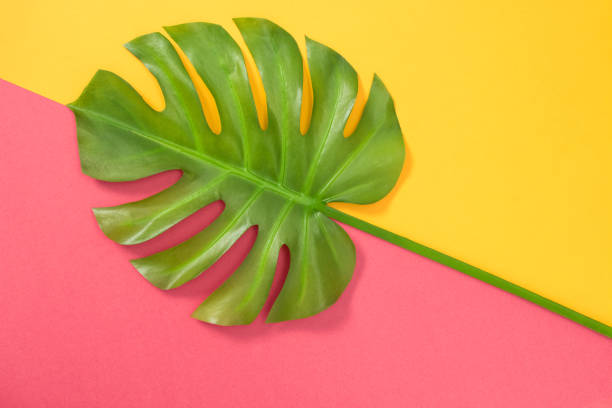 istock Monstera palm leaf on pink and yellow background 981146316