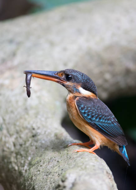Adult female Blue-banded kingfisher (Alcedo euryzona), angle view, side shot, standing upon the big root with prey in mouth to feed baby in hole on riverbank, Kaeng krachan National Park, the rainforest of Thailand. pájaro: adulto hembra con bandas azul martín pescador (alcedo euryzona), ángulo de visión, tiro de lado, de pie sobre la gran raíz con presa en la boca que alimentar al bebé en los agujero en la orilla del río, parque nacional de kaeng krachan, la s