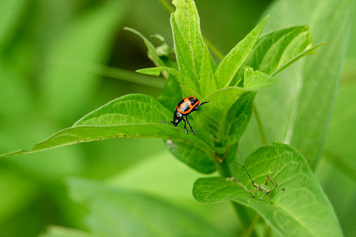 Swamp milkweed beetle (Labidomera clivicollis) on swamp milkweed plant (Asclepias incarnata) in springtime.