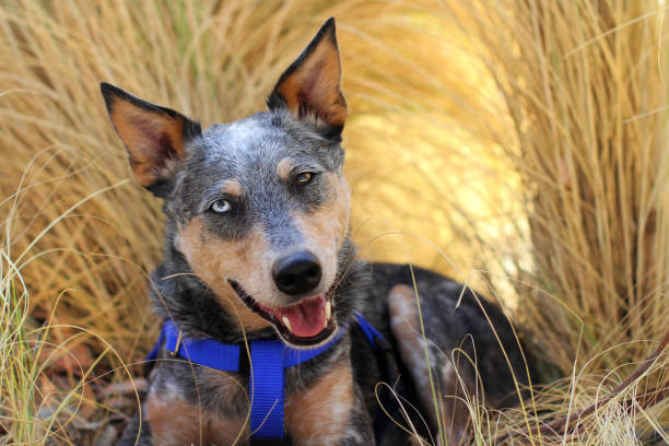 Blue Heeler mixed dog with two different colored eyes wearing a blue harness smiling and laying in grass