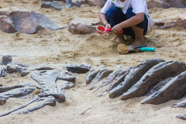 istock Children are learning history dinosaur, Excavating dinosaur fossils simulation 981153908