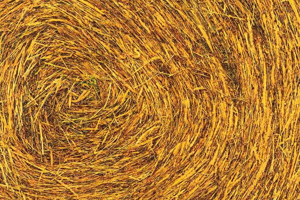istock Round Bale of Hay 981154298