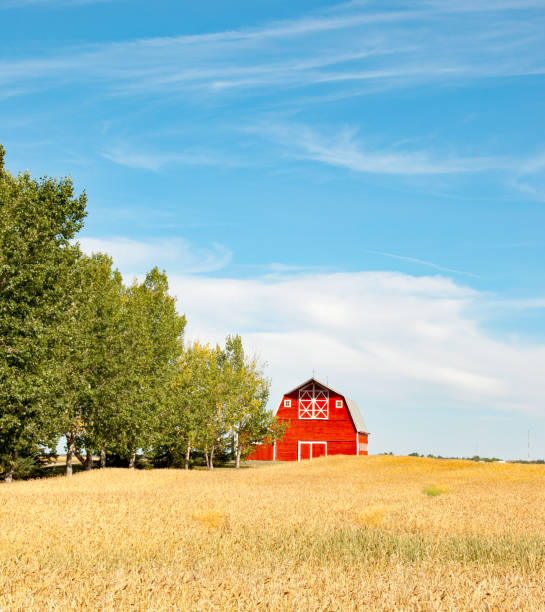 istock Red barn and wheat ready to harvest 981159614