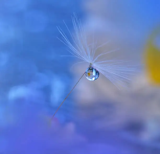Dandelion,Drops,Water,Blue,Beauty