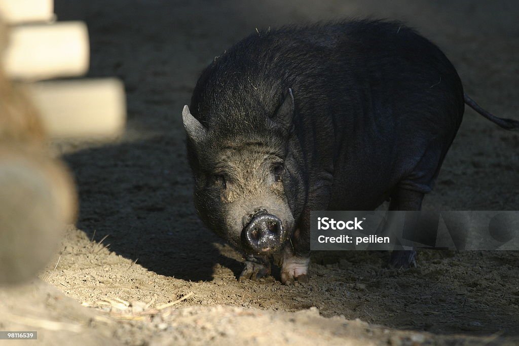Vietnamese Pot-Bellied Pig  Animal Stock Photo