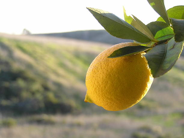 citron au soleil - citron photos et images de collection