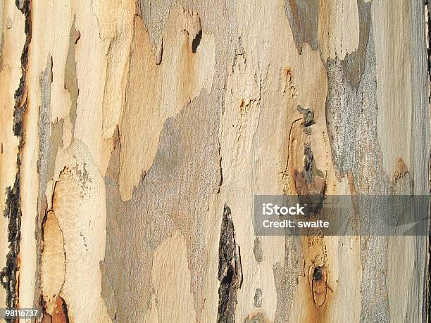 ユーカリの木の質感 - ユーカリの木のストックフォトや画像を多数ご用意 - ユーカリの木, 木肌, クローズアップ