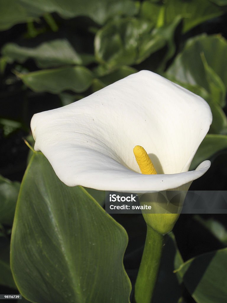 calla in the garden  African Lily Stock Photo