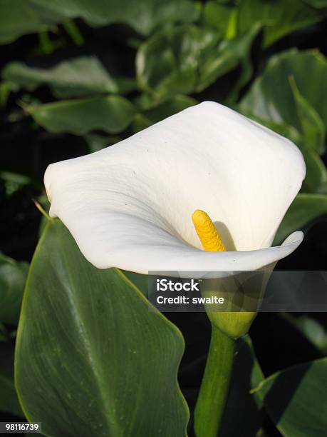 Calla In The Garden Stock Photo - Download Image Now - African Lily, Arum Lily, Calla Lily