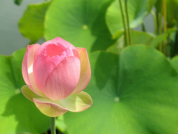 바하이 완벽 - lotus japan water lily vegetable garden 뉴스 사진 이미지