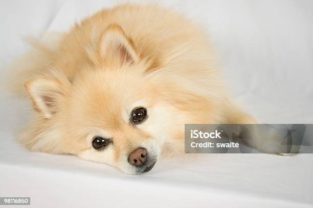 Doggone Tired Stock Photo - Download Image Now - Pomeranian, Puppy, Animal