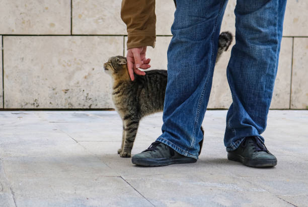 Tabby cat stretching up with arched back as it is petted by person in blue jeans and jacket - only legs and feet of person visable