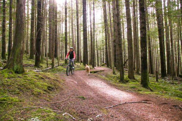 istock Mountain Biking in Forest in British Columbia 981169676