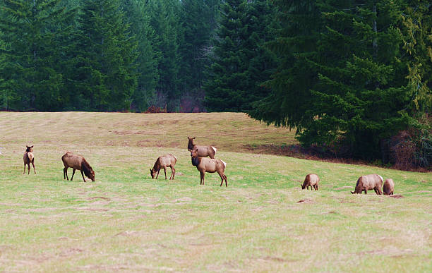 istock Roosevelt Elk in Western Canada 98117434