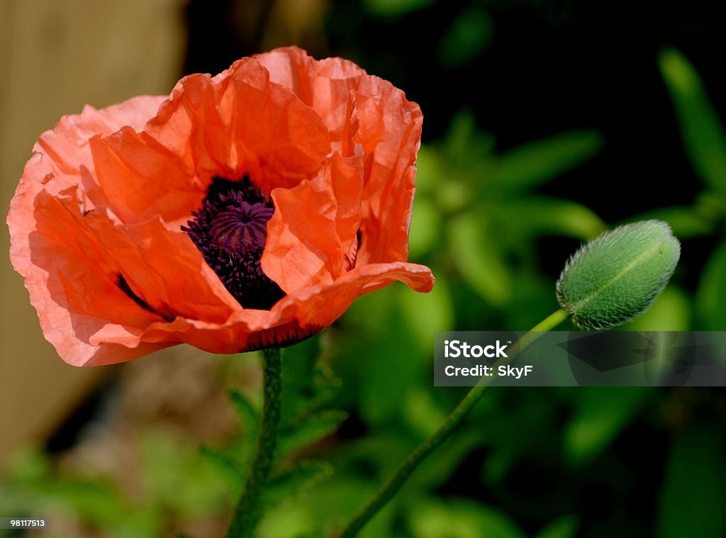 Türkischer poppy - Lizenzfrei Baumblüte Stock-Foto