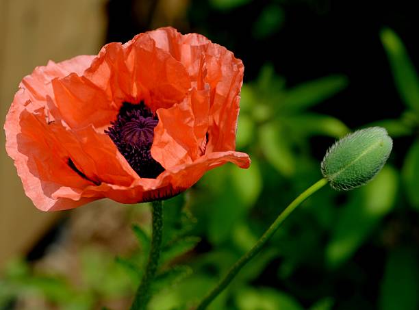 мак восточный - oriental poppy стоковые фото и изображения